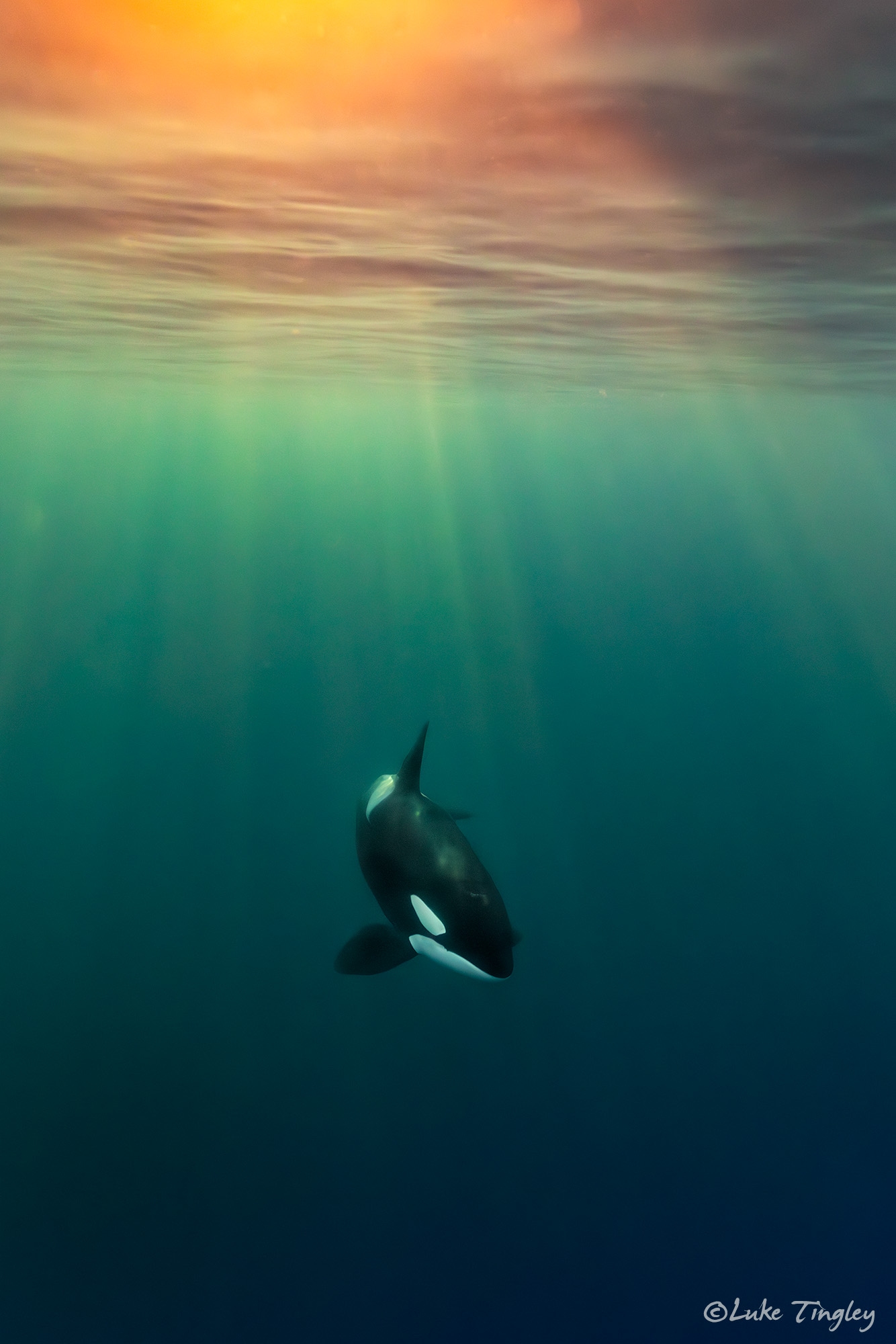 2025, Arctic Circle, Fall, Fjords, Freedive, Herring, Humpbacks, Norway, November, Ocean, Orcas, Snorkel, Tromso, Underwater Photography