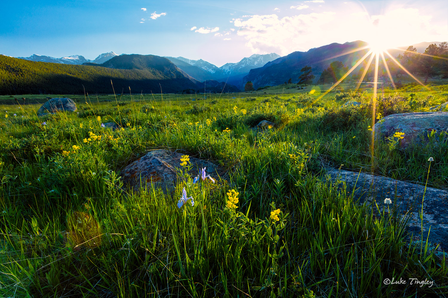 Camping, Golden Banner, June, Longs Peak, Moraine Park Meadows, RMNP, Rocky Mountain National Park, Summer, Yellow Flower, sunset...