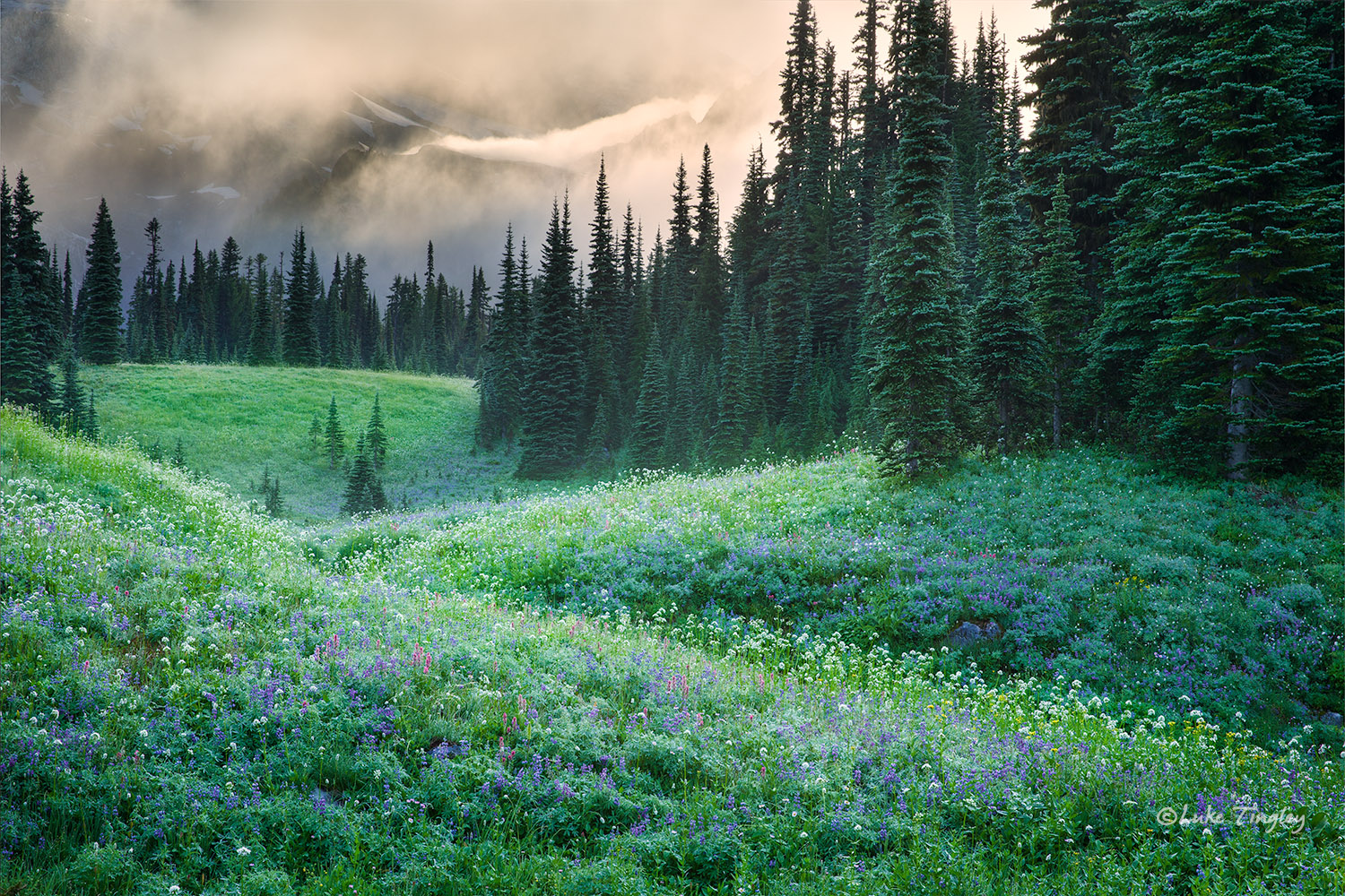 I was fortunate enough to score a cross country zone permit.  Morning light plays off the fog and the wildflower covered meadows...