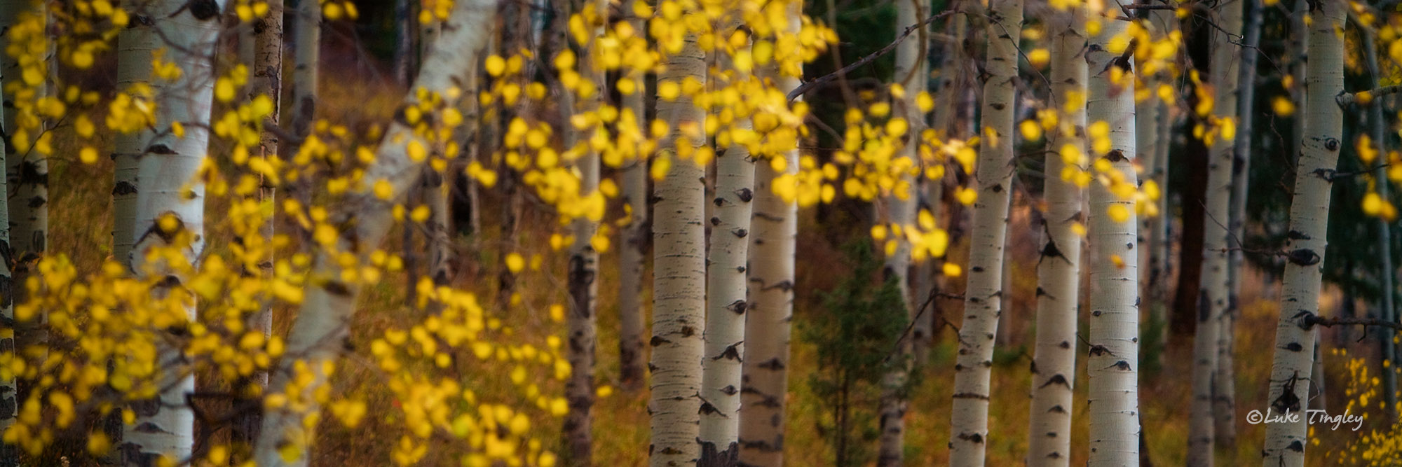 Mt. Sneffels Wilderness, Colorado, aspens, fall, yellow, pano, forest, ridgway, united states, CO
