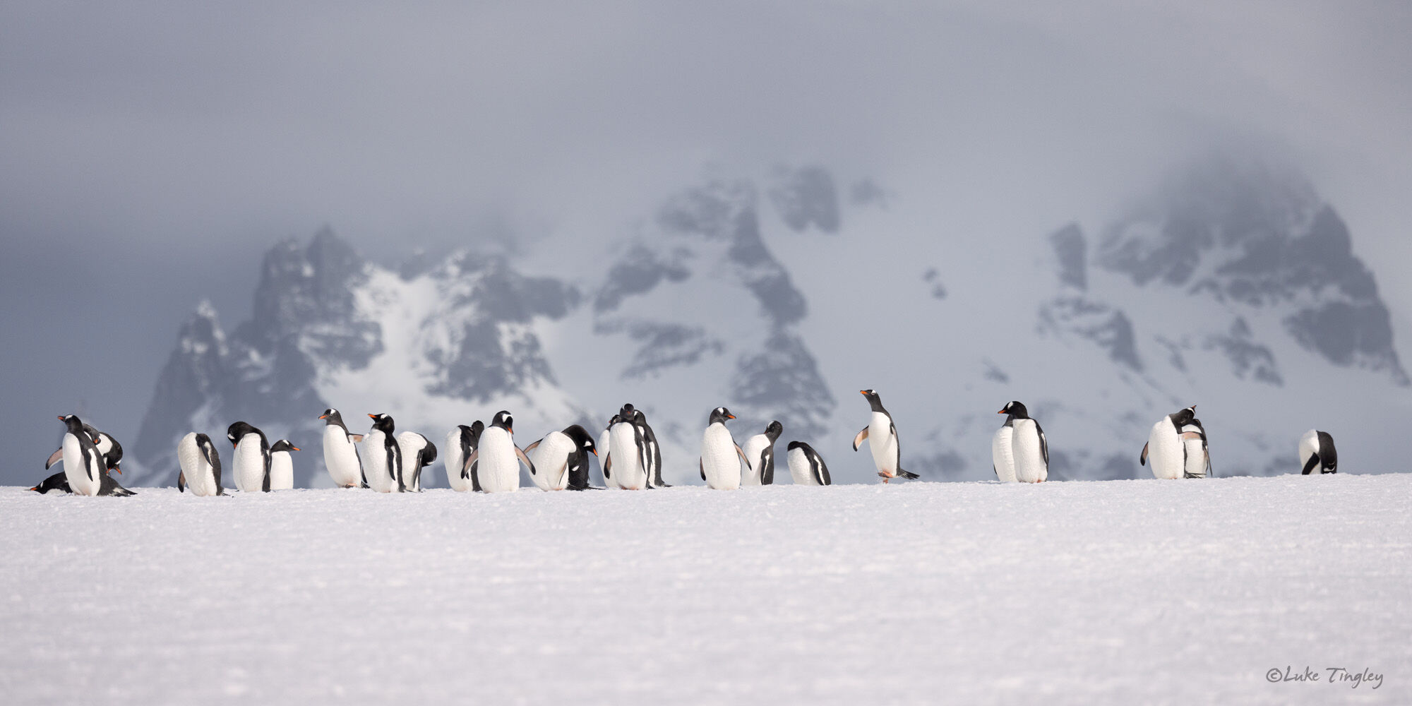 South Shetland Islands, Antarctica, Yankee Harbor, Gentoo Penguins, Illuminated Peaks, snow 