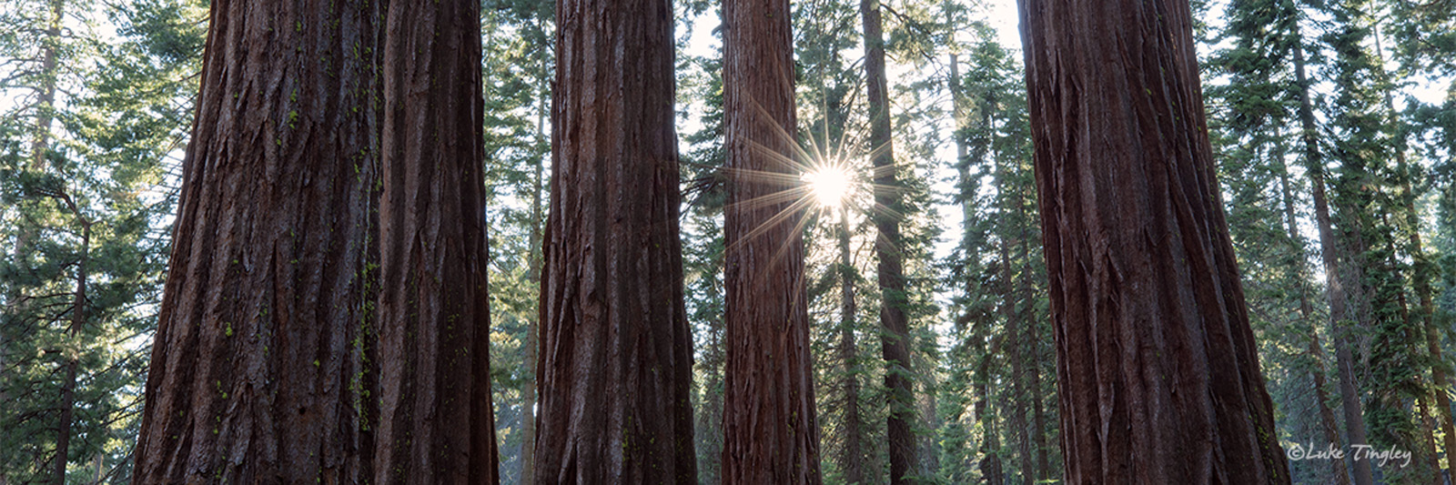 Giant Sequoias