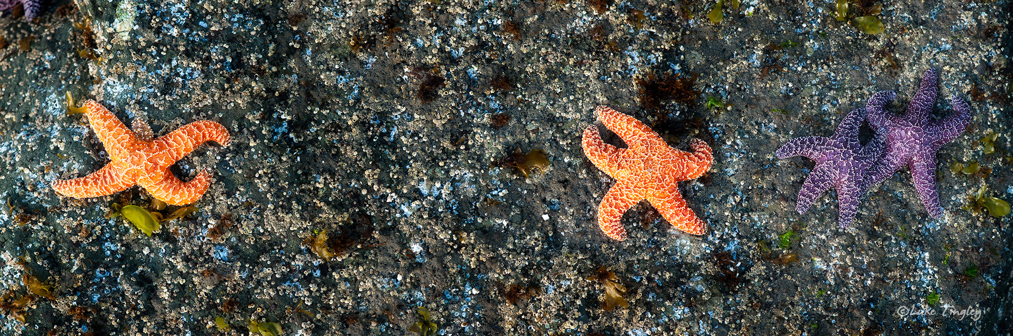 Starfish cling to a rock at low tide on Ruby Beach.