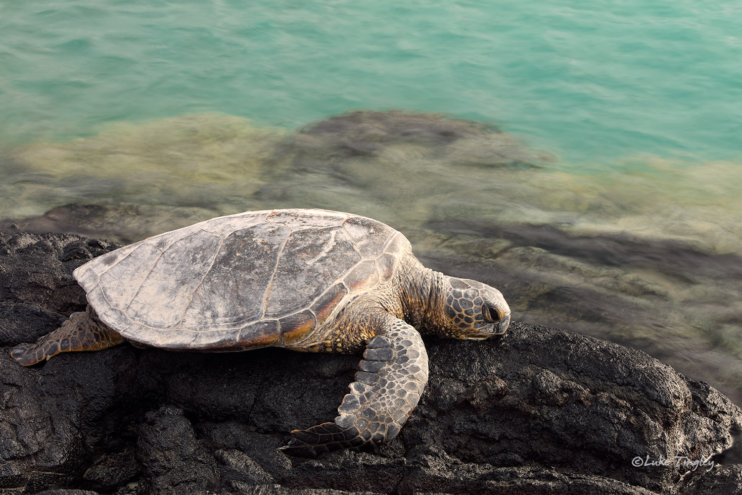 Big Island, Big Surf, Hike, Island, Kihole Beach, Kiholo Bay, Ocean, Turtles, sunset, honu, sea turtle