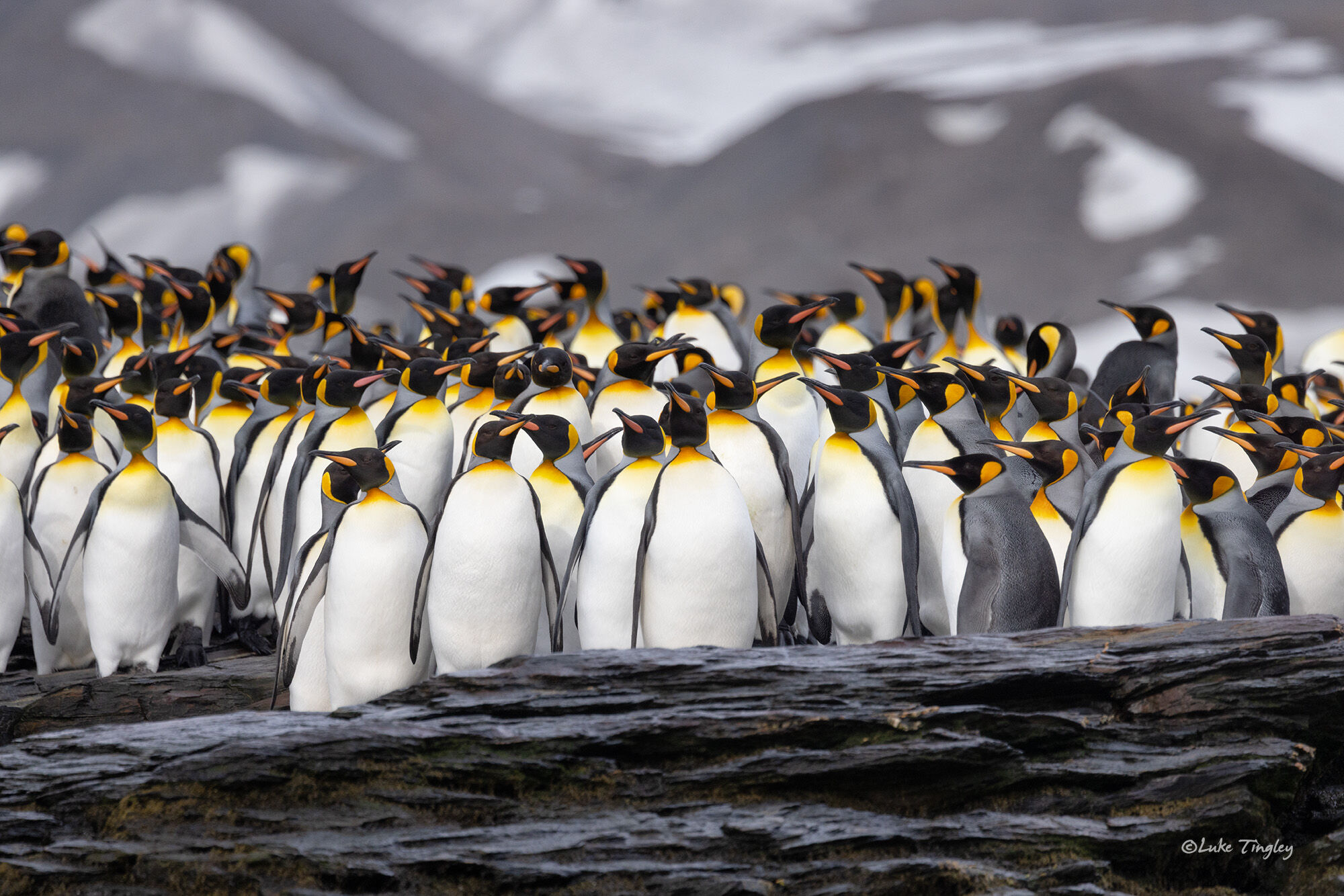 King Penguins, Ocean, St Andrews Bay, South Georgia Island, Antarctica