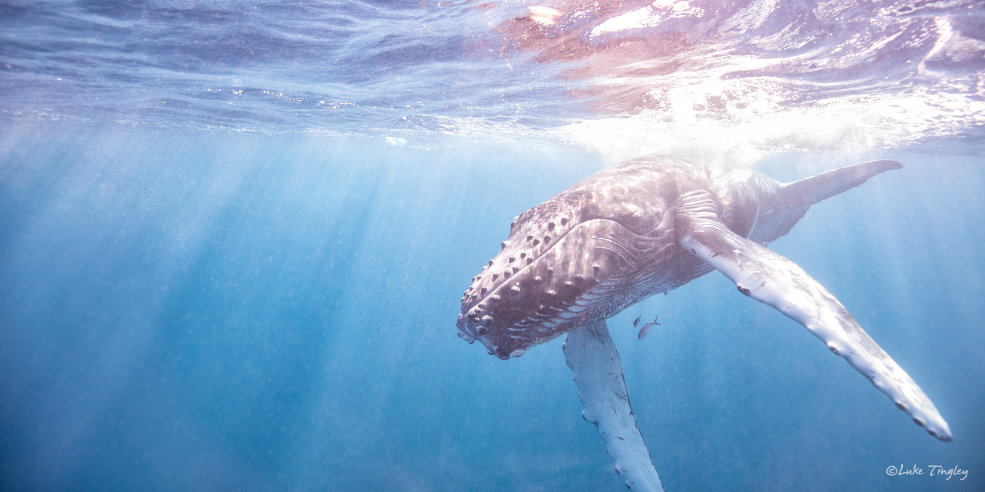 Aquatic Adventures, Caribbean, Cheeseman's Ecology Safari, Dominican Republic, Puerto Plata, Silverbank, Underwater Photography, Ocean, Humpback Whale, Humpback Whale Calf