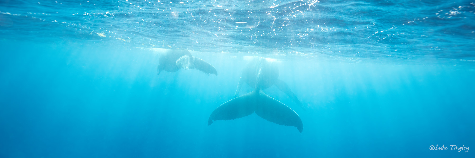 Humpback whale and calf swim into the distance.