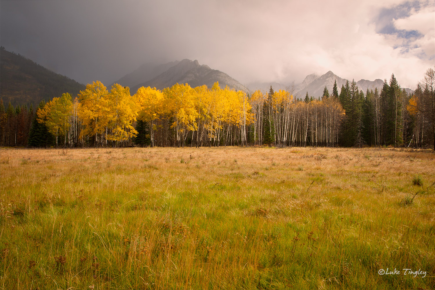 2014,Alberta,Rain,Canadian Rockies, aspens, storm, rain