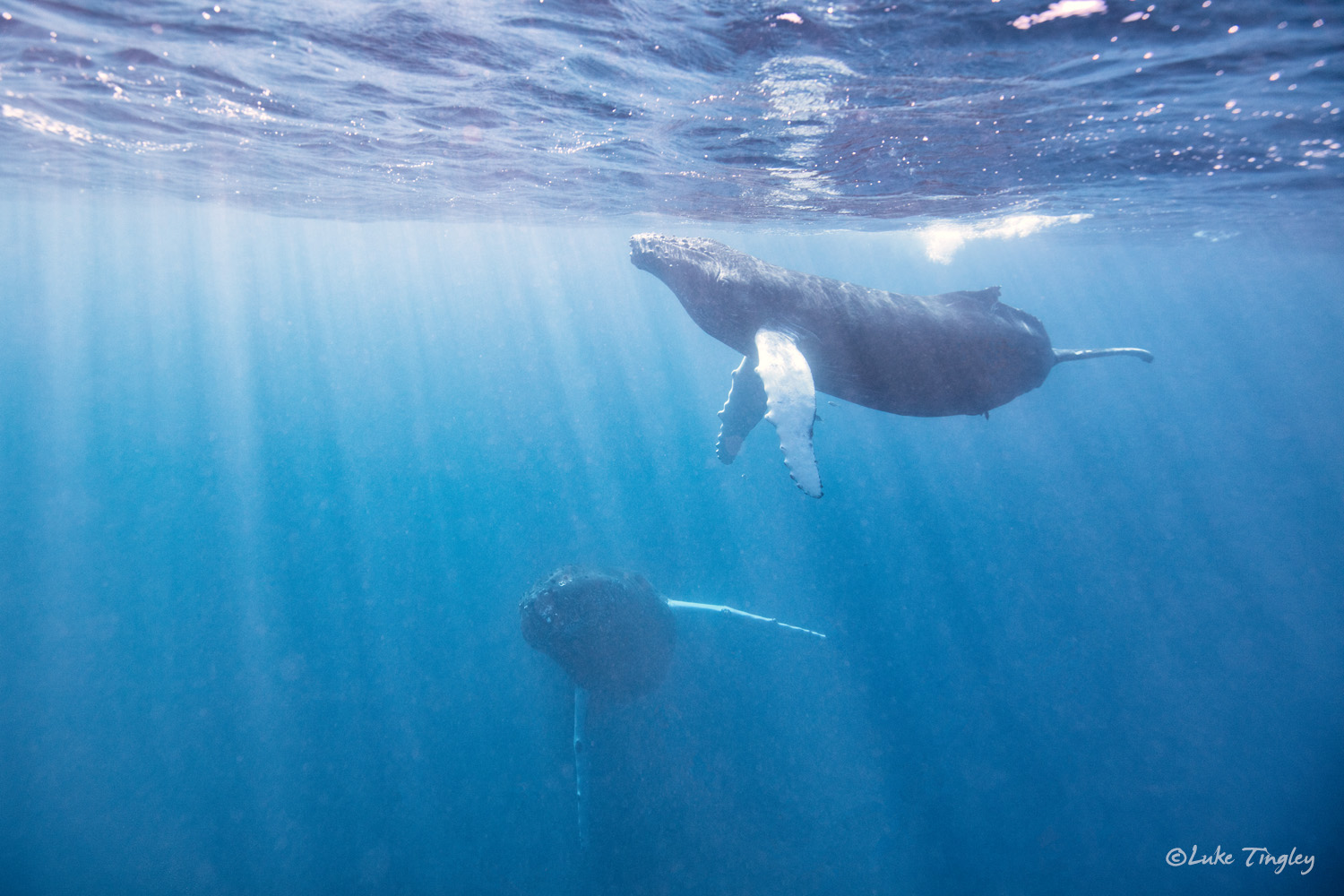 Aquatic Adventures, Caribbean, Cheeseman's Ecology Safari, Dominican Republic, Puerto Plata, Silverbank, Underwater Photography, Ocean, Humpback Whale, Humpback Whale Calf