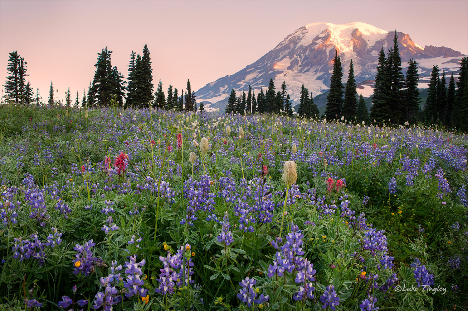 Sunrise on Mazama Ridge in Mt Rainier National Park. Lupines and Western Pasque flowers stretch across the meadow as first light...