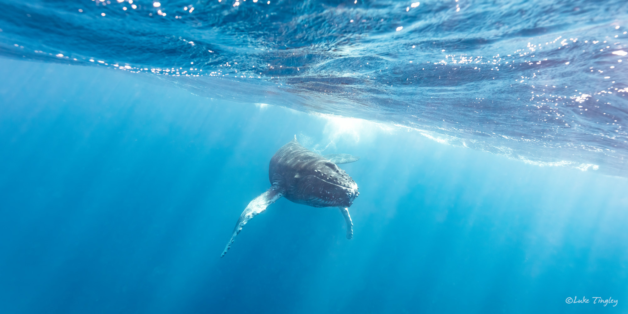 Aquatic Adventures, Caribbean, Cheeseman's Ecology Safari, Dominican Republic, Puerto Plata, Silverbank, Underwater Photography, Ocean, Humpback Whale, Humpback Whale Calf