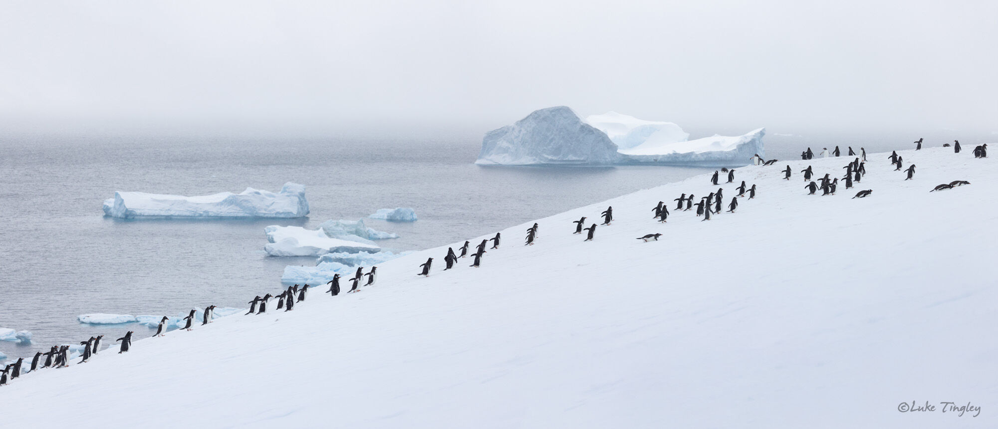 A Gentoo penguin colony arrives on Danko island and proceeds to scramble to the top.