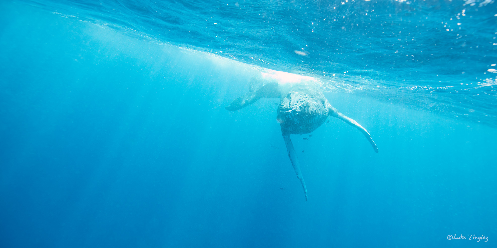 Rowdy humpback whale calf wants to play.