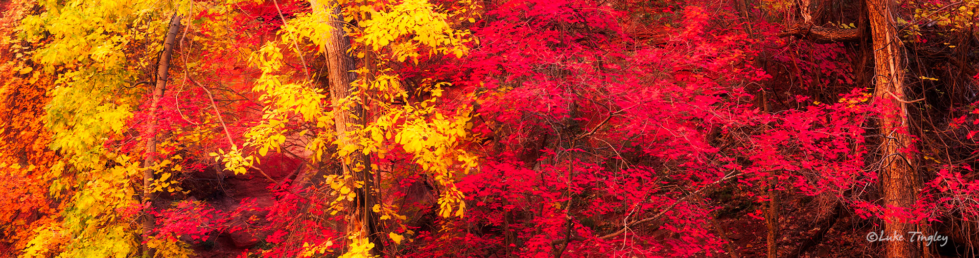 Fall colors in full bloom near the Virgin River in Zion National Park, Utah.