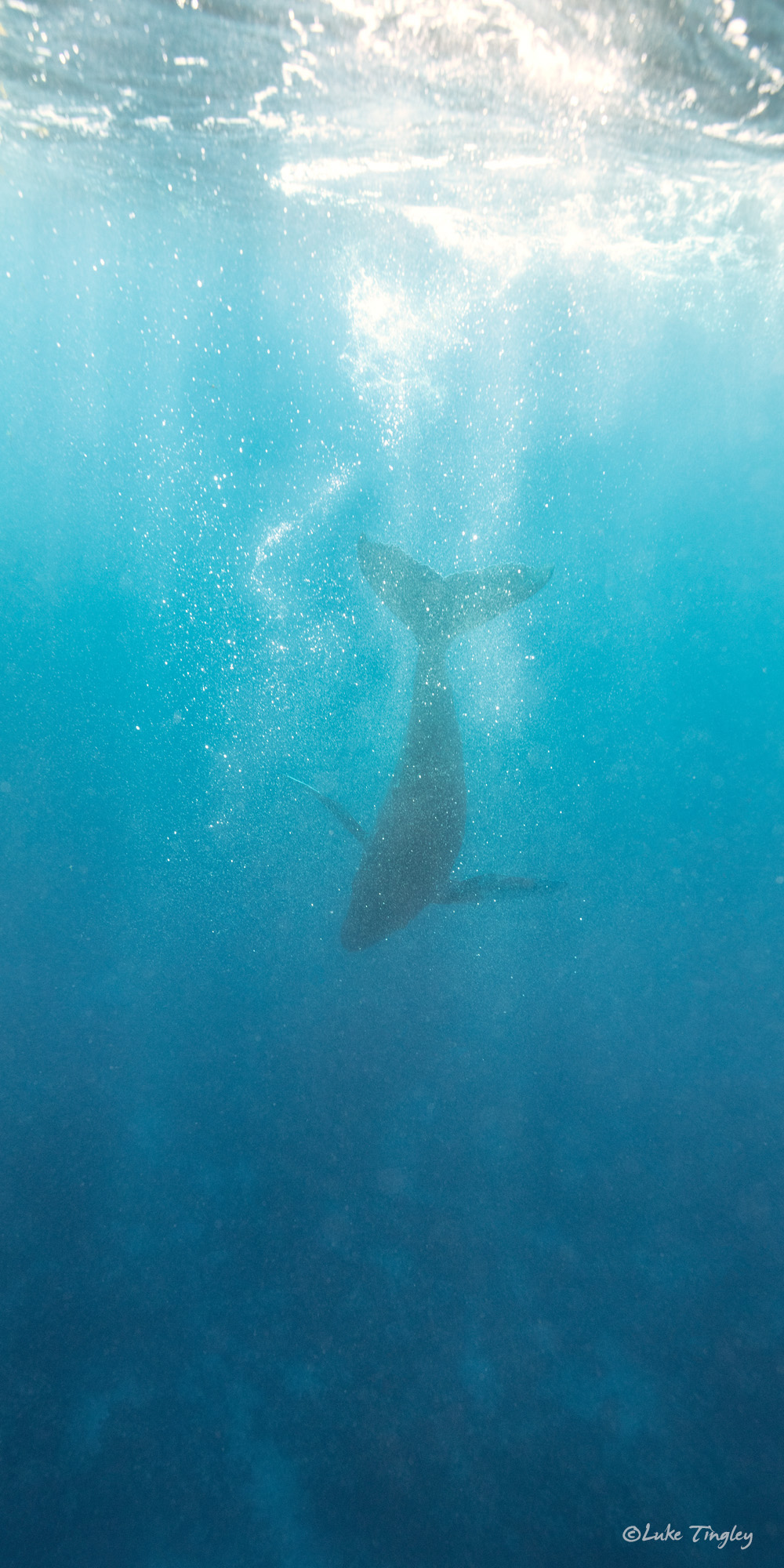 Aquatic Adventures, Caribbean, Cheeseman's Ecology Safari, Dominican Republic, Puerto Plata, Silverbank, Underwater Photography, Ocean, Humpback Whale, Humpback Whale Calf