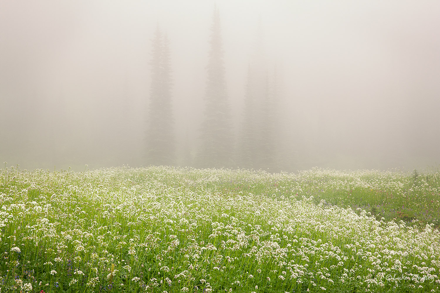 Dense fog engulfs the wildflower meadows and forests along the Wonderland trail in the backcountry of Mt Rainier National Park...