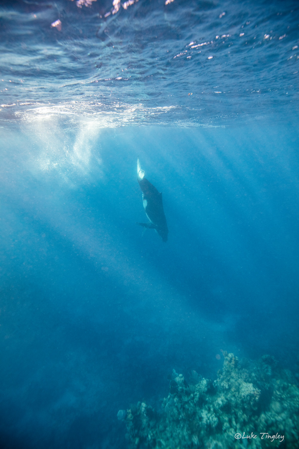 Aquatic Adventures, Caribbean, Cheeseman's Ecology Safari, Dominican Republic, Puerto Plata, Silverbank, Underwater Photography, Ocean, Humpback Whale, Humpback Whale Calf