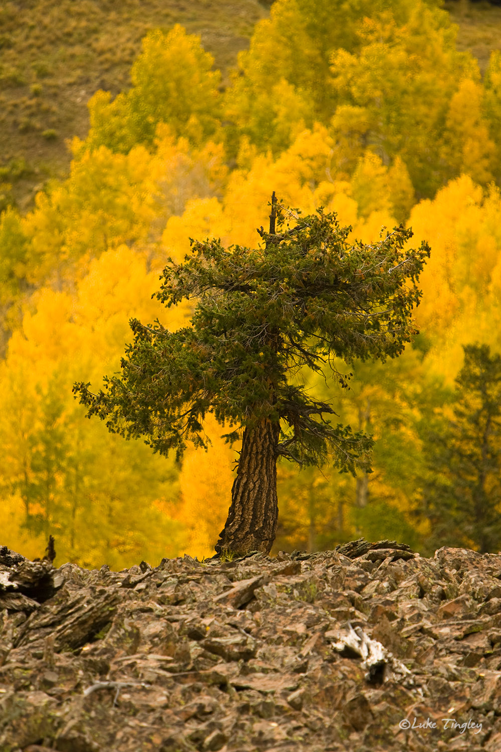 Telluride, Colorado, aspens, fall, pine tree, mountain, rocks, last dollar pass, united states, forest, CO