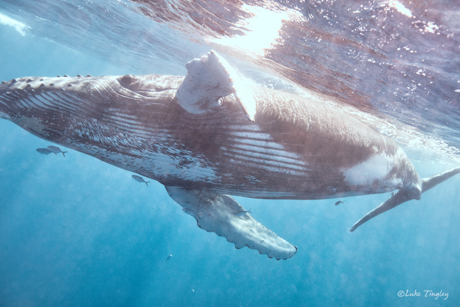 Aquatic Adventures, Caribbean, Cheeseman's Ecology Safari, Dominican Republic, Puerto Plata, Silverbank, Underwater Photography, Ocean, Humpback Whale, Humpback Whale Calf