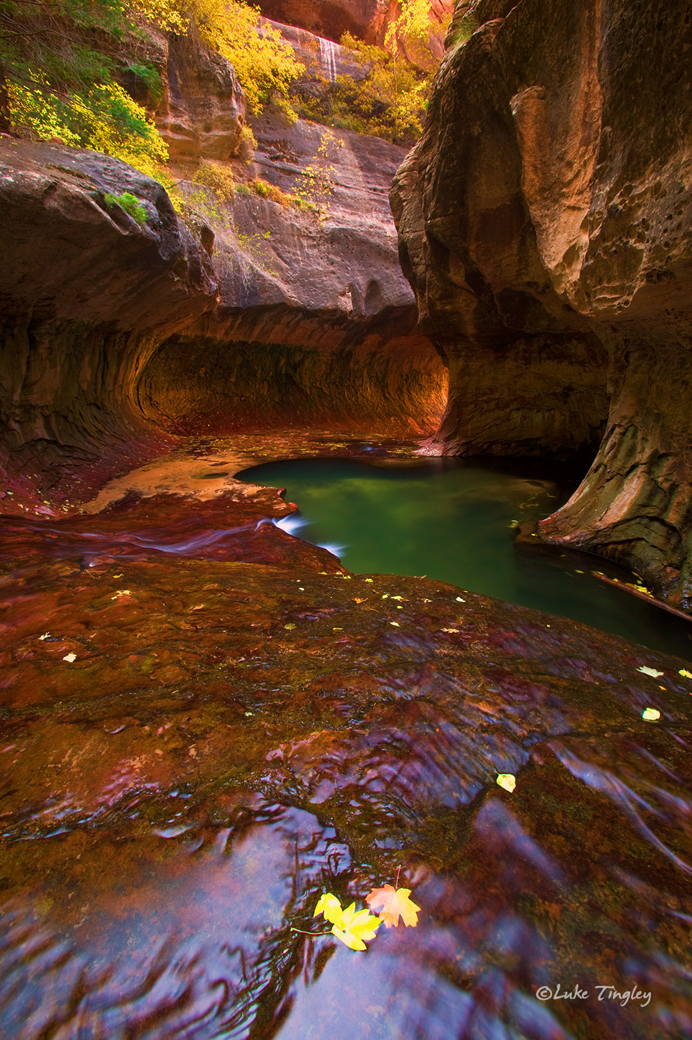 Zion National Park, Utah, Fall, leaves, yellow, pink, water, subway, backcountry, united states, canyons, canyonlands, southwest...