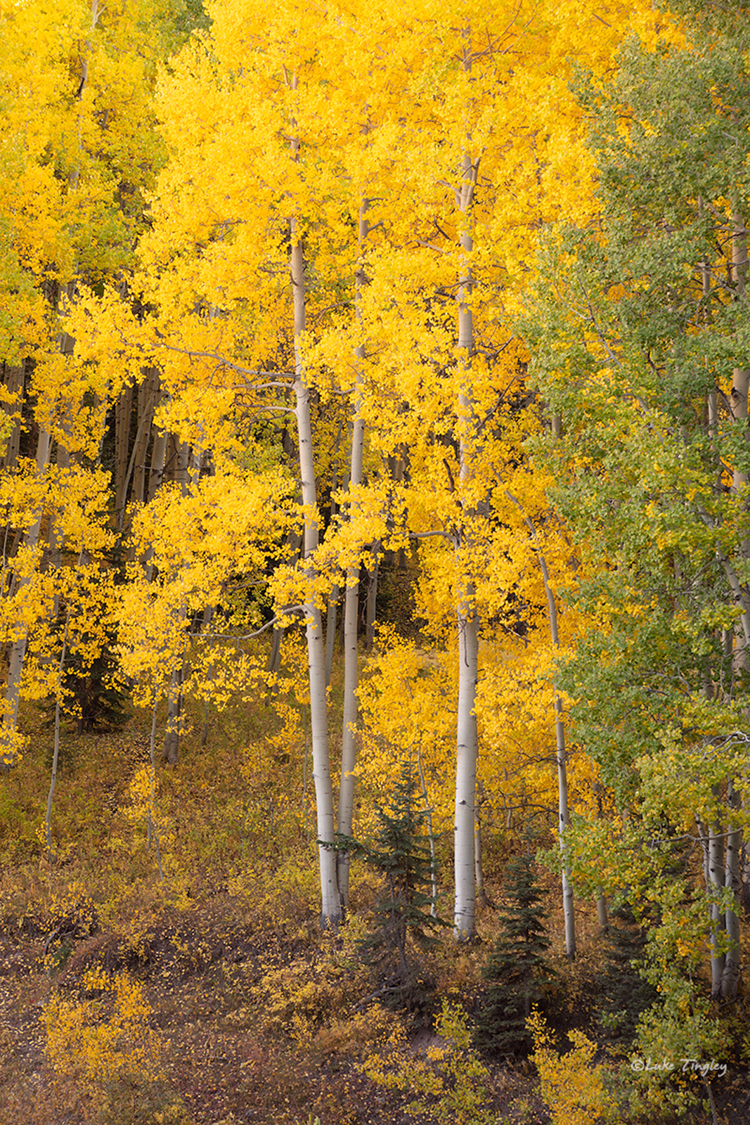 Traces of Autumn