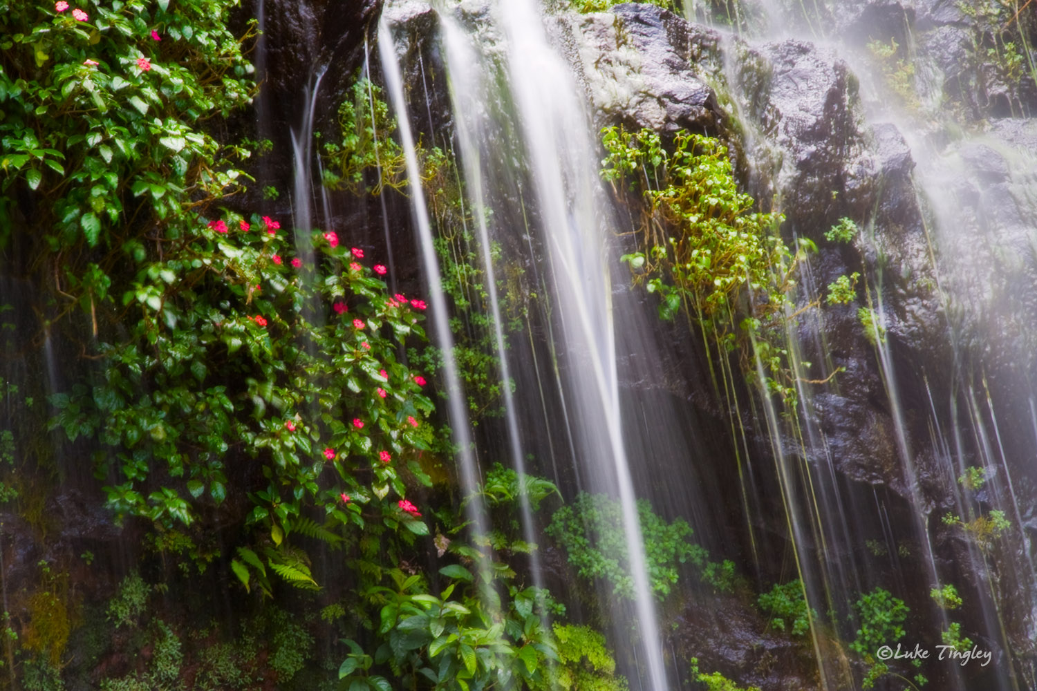 Hawaii, Road To Hana, Waterfall, flowers, sacred pools, united states, HI