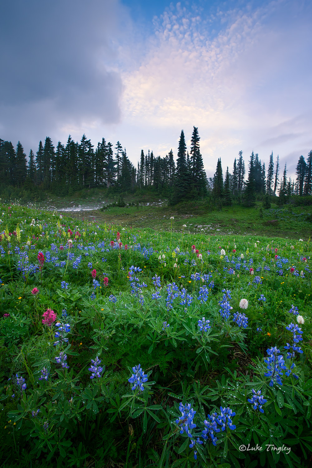 A brief moment of blue sky and wild flowers as far as the eye can see on Mazama Ridge.